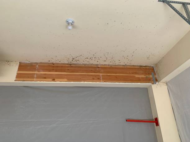 Best Mold-Related Health Consultation  in Pembroke, GA