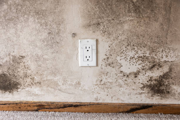 Best Industrial Mold Remediation  in Pembroke, GA