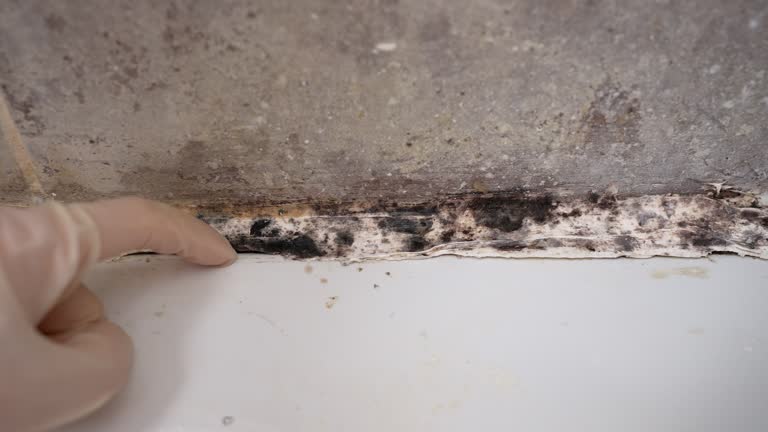 Best Airborne Mold Testing  in Pembroke, GA